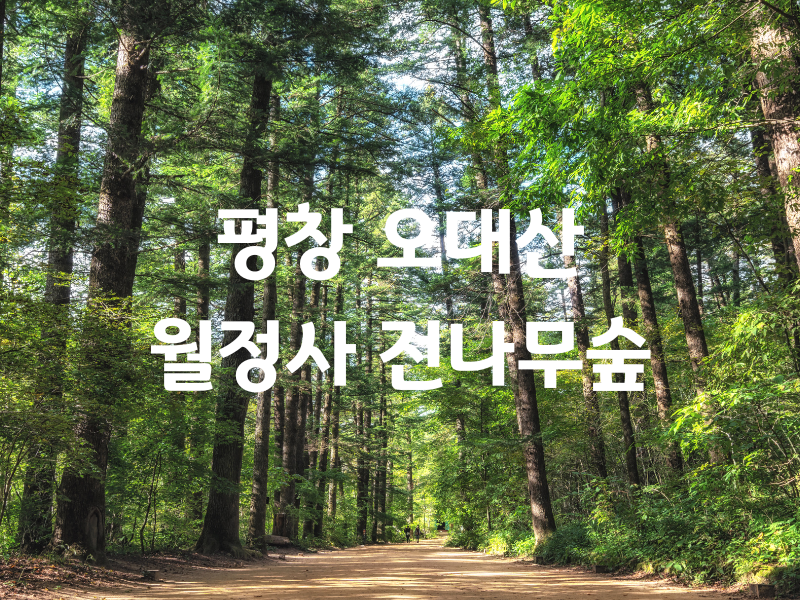 강원 평창 파라다이스 버스투어